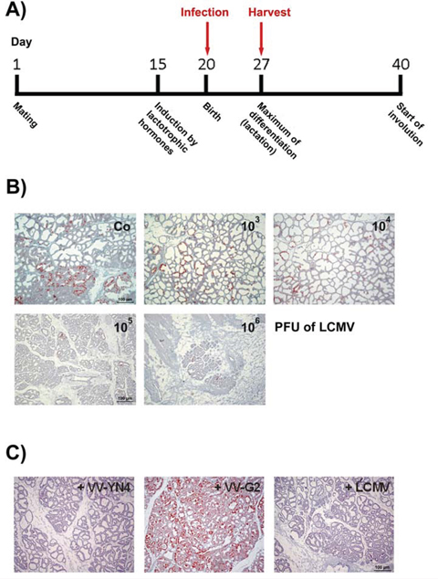 Infection of lactating NP8 mice with LCMV and VV recombinants for the analysis of a specific immune reaction against the LCMV NP118&#x2013;126-epitope in T-AgNP.