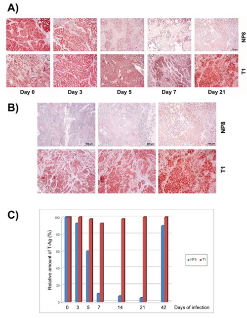 Specific elimination of T-AgNP expressing mammary tumor cells after LCMV infection.