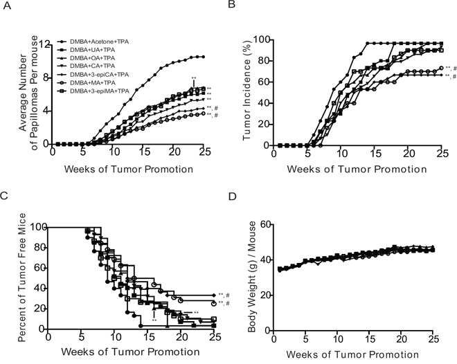 Anti-skin tumor promoting effects of UA and related triterpenes found in P. frutescens.