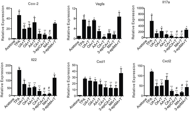 Effects of UA and a series of related triterpenes found in P. frutescens on TPA-induced inflammatory gene expression.