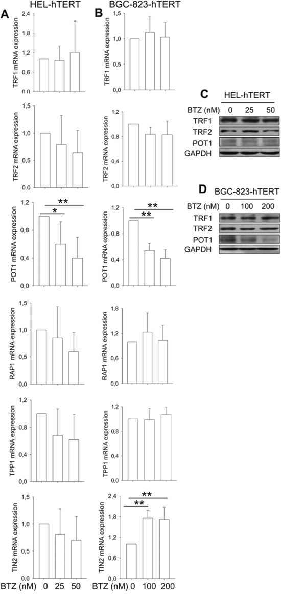 Attenuation of bortezomib-induced shelterin protein dysregulation by hTERT over-expression.