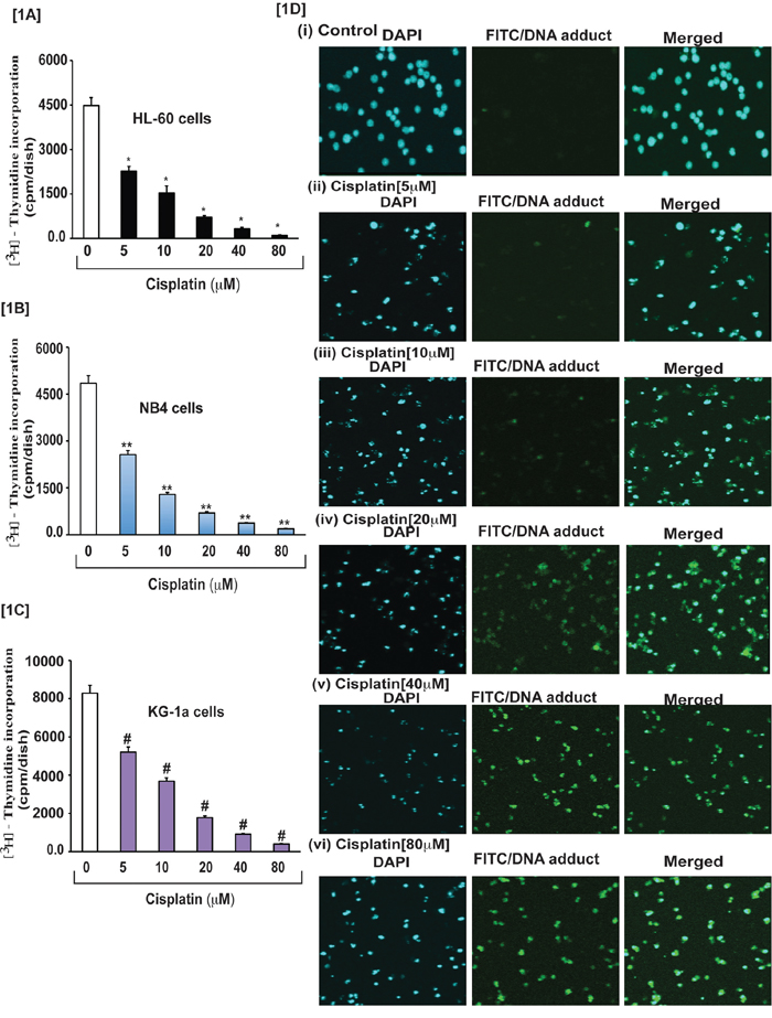 Cisplatin inhibits growth and induced formation of DNA-adduct in APL cells.