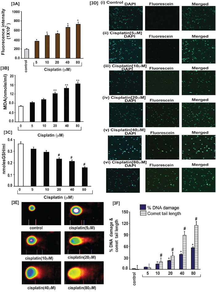 Cisplatin induces oxidative stress and clastogenic effect in APL cells.