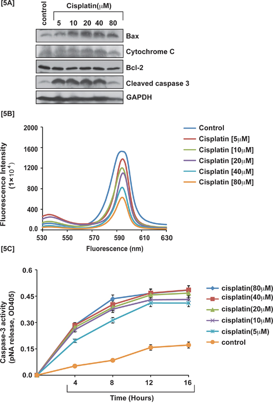 Cisplatin induces intrinsic pathway of apoptosis.