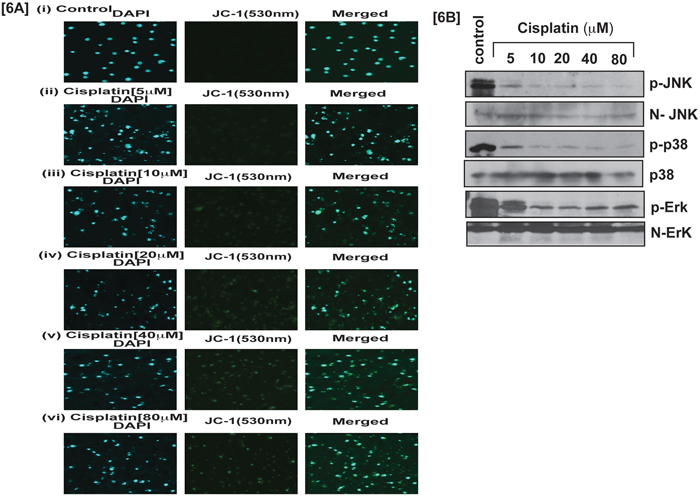 Cisplatin induces apoptosis and modulates stress signaling.