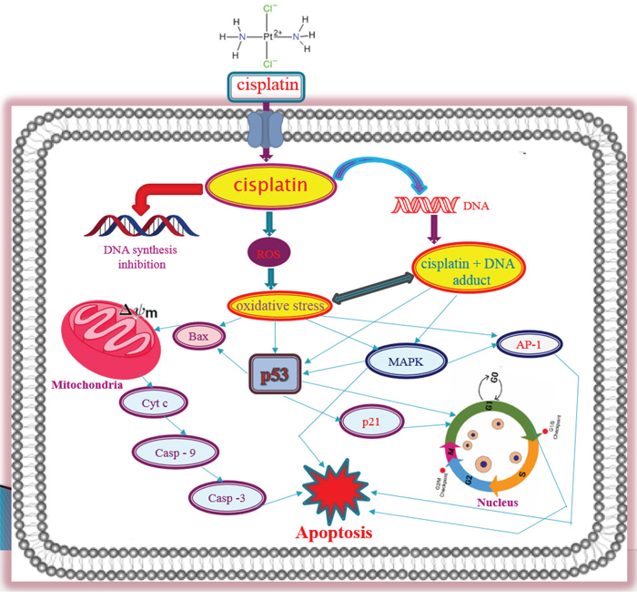 Molecular mechanisms of Cisplatin-induced toxicity in APL cells.