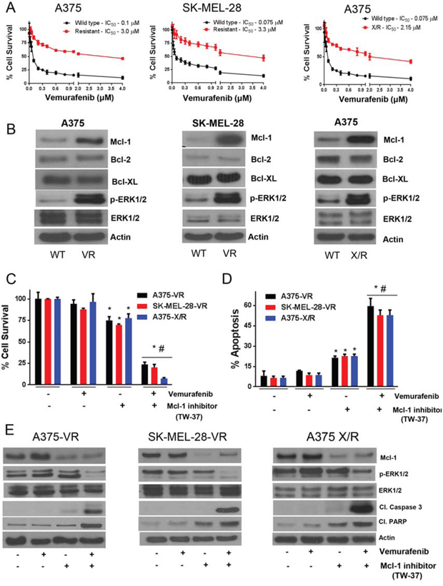 Vemurafenib resistant melanoma cells exhibit Mcl-1 overexpression.