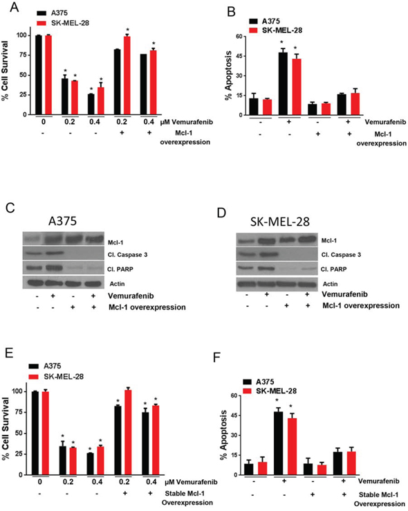 Mcl-1 overexpression reduces the sensitivity of melanoma cells to vemurafenib.