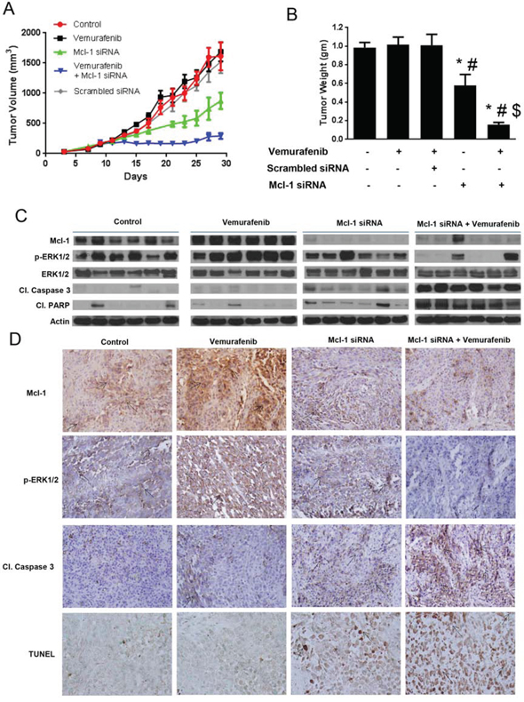 Silencing Mcl-1 suppresses the growth of melanoma tumors resistant to vemurafenib.