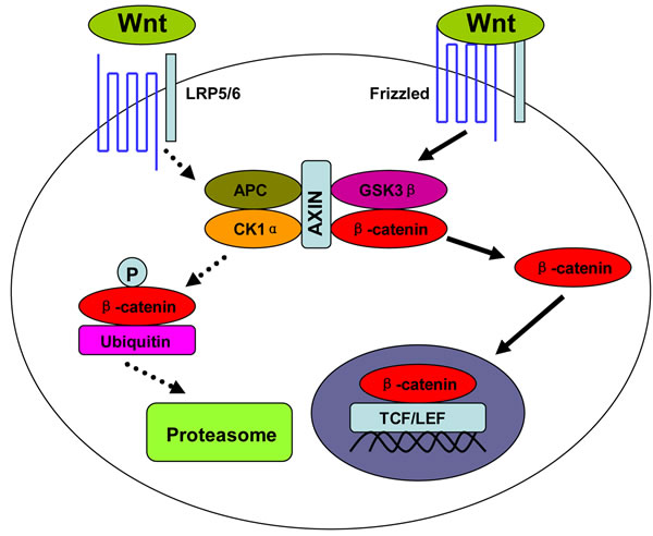 Wnt/&#x3b2;-catenin signal pathway.