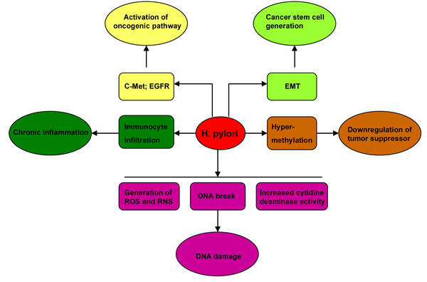 The mechanisms underlying gastric carcinogenesis induced by