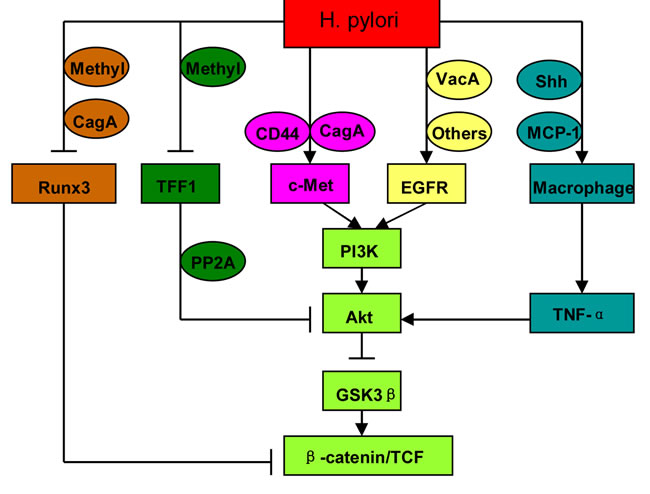 Intracellular signalings mediating the activation of Wnt/&#x3b2;-catenin by