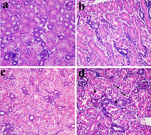 Histopathological changes in the kidney at 14 days of age.