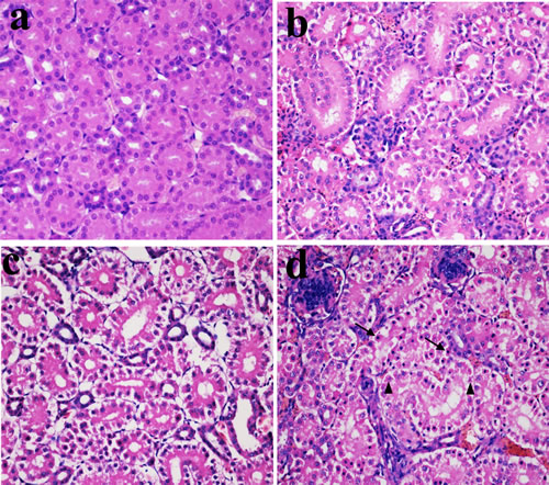 Histopathological changes in the kidney at 28 days of age.