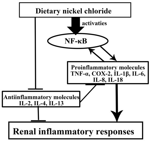 Mechanisms of NiCl2-cauced renal inflammatory responses Dietary NiCl