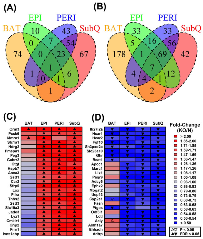 Shared or partially shared BAT/WAT expression changes in GHRKO mice as compared to normal controls.