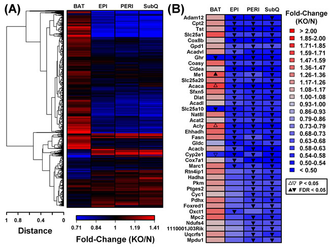 BAT and WAT show divergent mitochondrial gene expression changes in GHRKO as compared to normal controls.