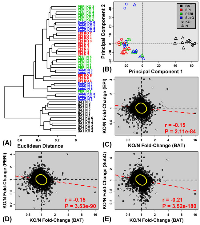 BAT shows distinct expression patterns and divergent expression shifts in GHRKO as compared to normal mice.