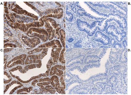 Controls for pERK staining.