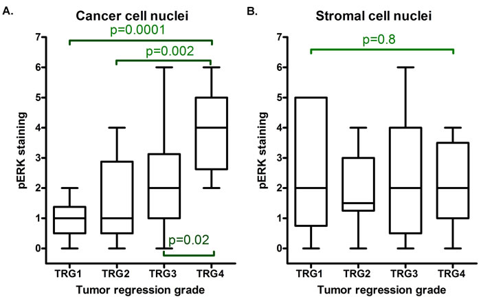 Box and whiskers plot demonstrating results of blind scorings of cancer and stromal cell nuclear staining with the pERK (Milan8R) antibody.