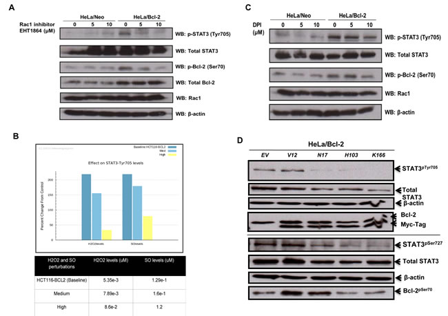 Bcl-2-induced STAT3 activation is mediated by Rac1-dependent O