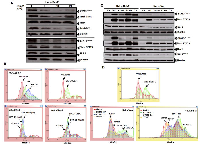 STAT3 activity affects mitochondrial superoxide levels.