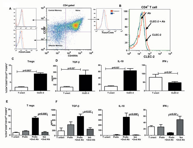 Addition of CLEC-2 protein/podoplanin antibody to T cells induces T regulatory cells.