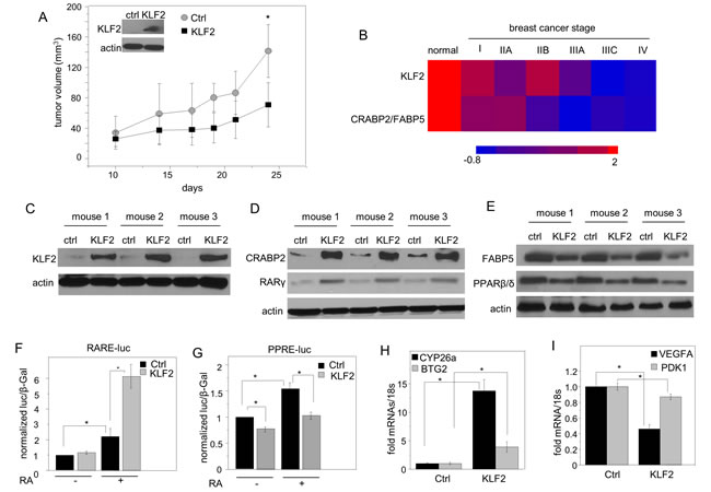 KLF2 is involved in regulating RA signaling.