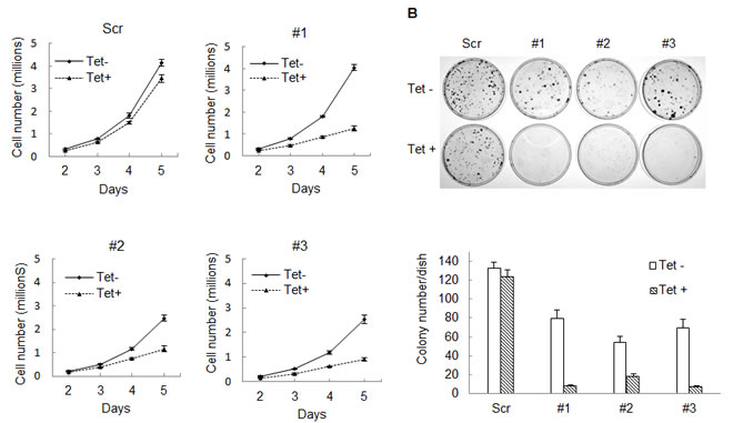 Knocking down IDH1 expression inhibits HT1080 cell growth.