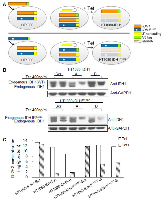 Generation of cell lines with inducible knockdown of mutant or wild type IDH1.