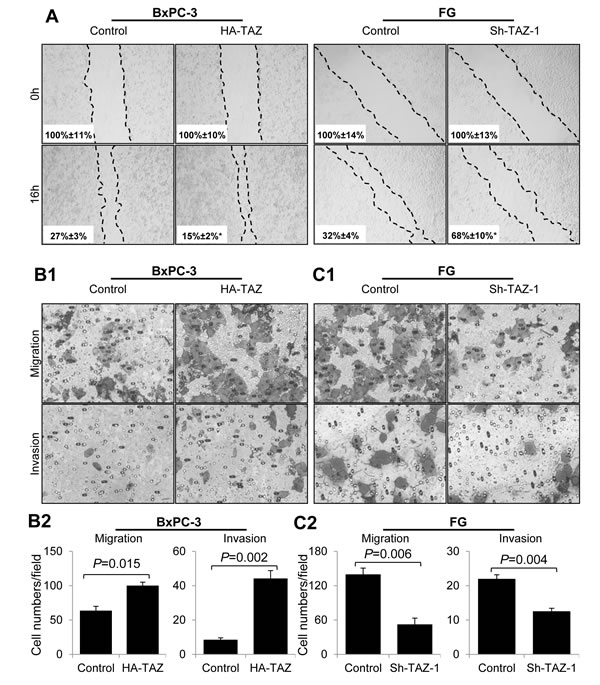 Effect of altered expression of TAZ on pancreatic cancer cell migration and invasion.