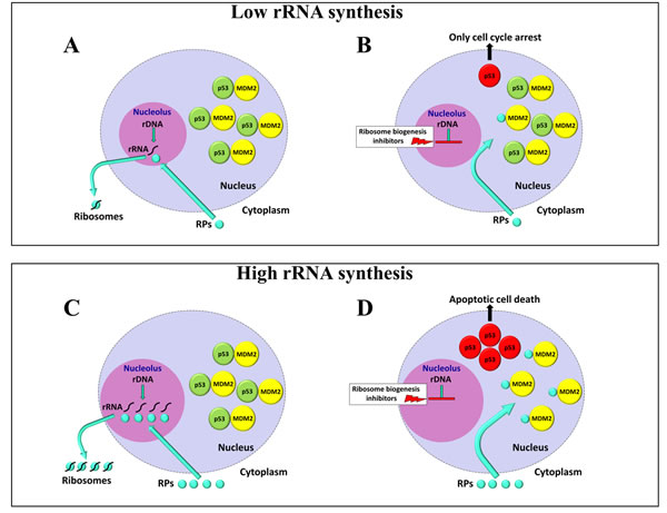 Schematic representation of the effects of ribosome biogenesis inhibitors on cells with different rates of rRNA synthesis.
