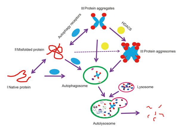 A model of autophagy targeting proteins to degradation in the lysosome.
