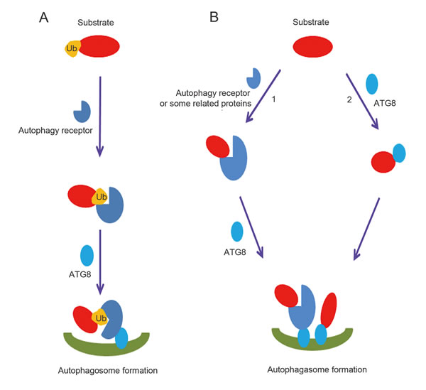 Ubiquitin dependent and independent macroautophagic protein degradation.