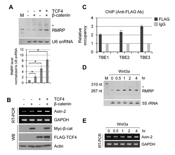 Wnt/&#x3b2;-catenin/TCF4 induced