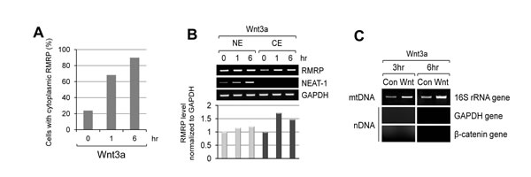 Increase of cytoplasmic