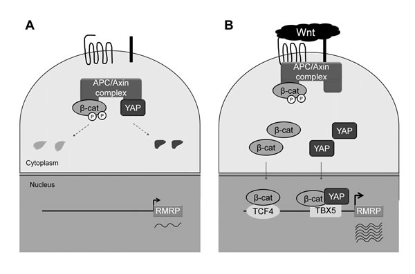 Model for Wnt enhanced