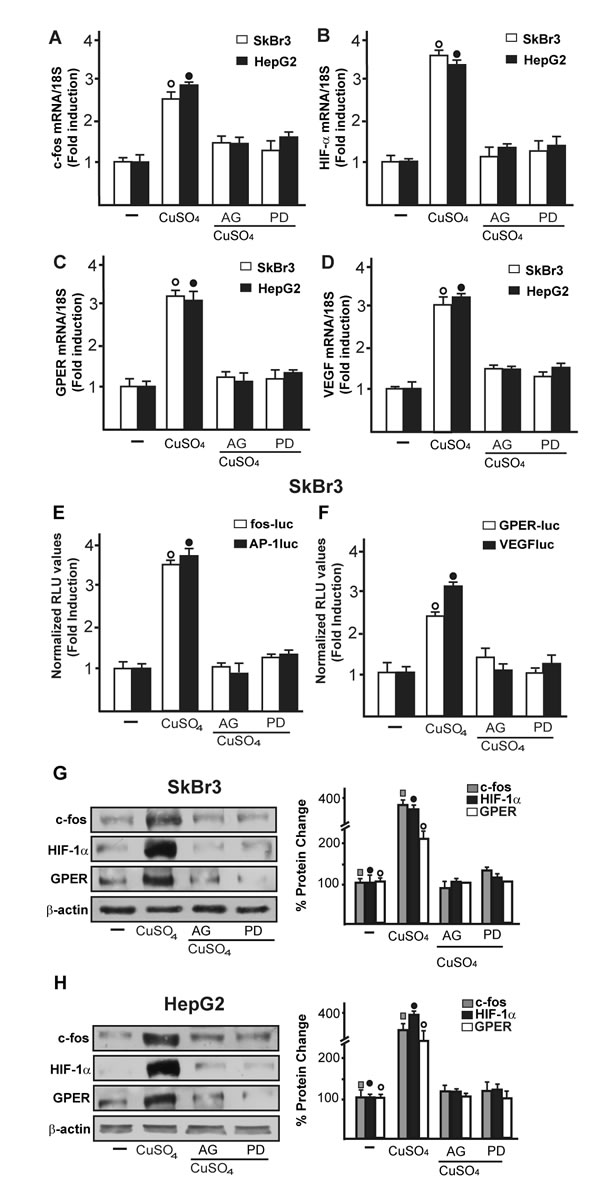 The EGFR/ERK transduction pathway is involved in the stimulatory responses induced by CuSO
