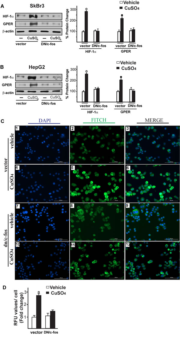 c-fos is involved in the up-regulation of HIF-1&#x3b1;, GPER and VEGF induced by CuSO