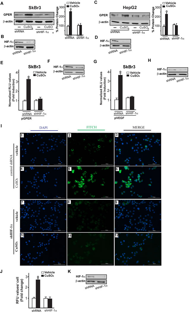 HIF-1&#x3b1; is involved in the up-regulation of GPER and VEGF induced by CuSO