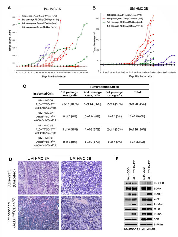 Tumorigenic potential of low passage mucoepidermoid carcinoma cells sorted for ALDH/CD44.