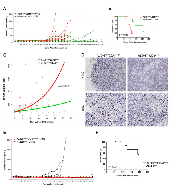 Tumorigenic potential of high passage mucoepidermoid carcinoma cells sorted for ALDH/CD44.