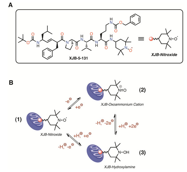 Structure (A), and redox properties of XJB (B).