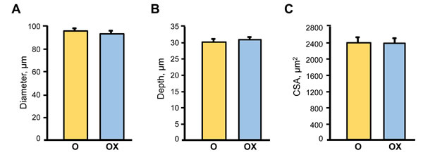 Single muscle fibre morphological characteristics in aged XJB-treated (OX) and untreated (O) rats.