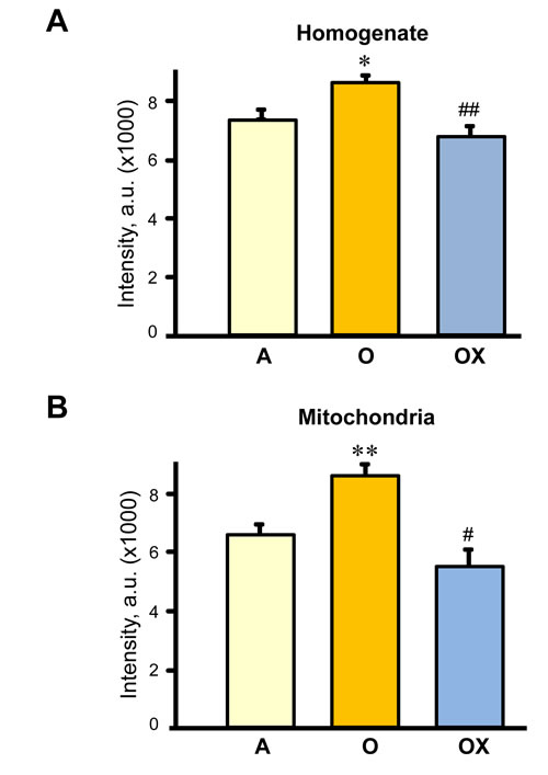 Protein carbonylation levels in homogenate (A) and (B) mitochondria isolated from the gastrocnemius of adult (A), and XJB-treated (OX) or untreated (O) old rats.