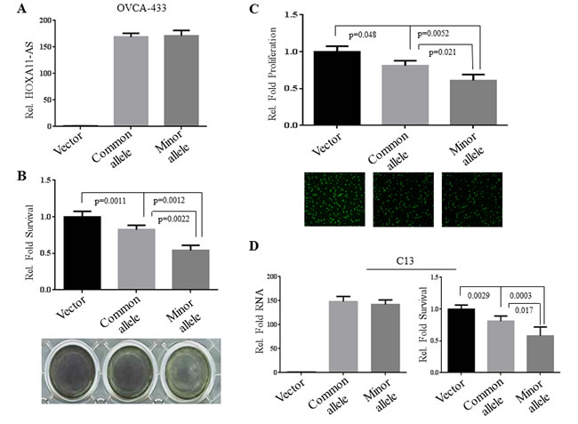 Ectopic expression of the rs17427875 (A &gt; T) variant allele (T) inhibits survival and proliferation.