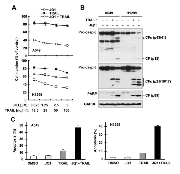 JQ1 synergizes with TRAIL to augment killing of cancer cells and induction of apoptosis (B and C).