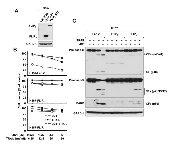 Enforced expression of ectopic c-FLIP (