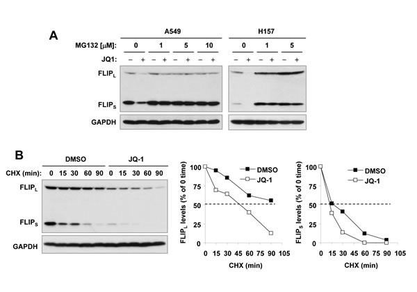 JQ1 decreases levels of c-FLIPs through facilitating their degradation.