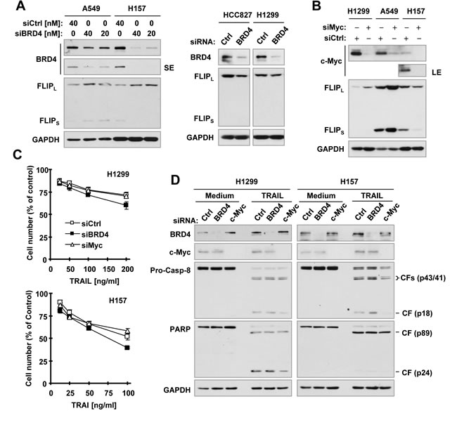 Effects of siRNA-mediated genetic suppression of BRD4 or c-Myc on modulating c-FLIP levels (A and B) and TRAIL-induced apoptosis (C and D).